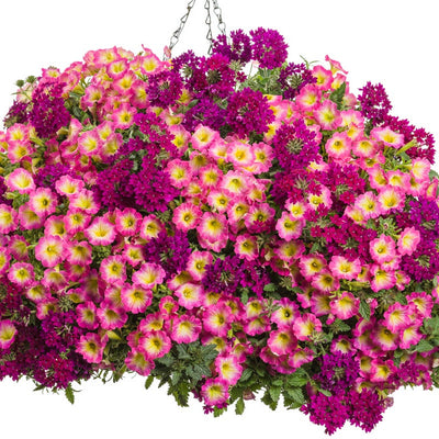 Supertunia Daybreak Charm Supertunia Daybreak Charm Petunia in use.