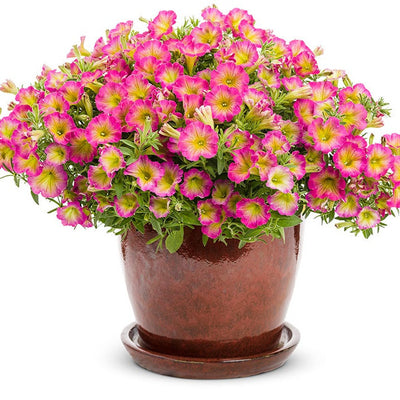 Supertunia Daybreak Charm Supertunia Daybreak Charm Petunia in use.