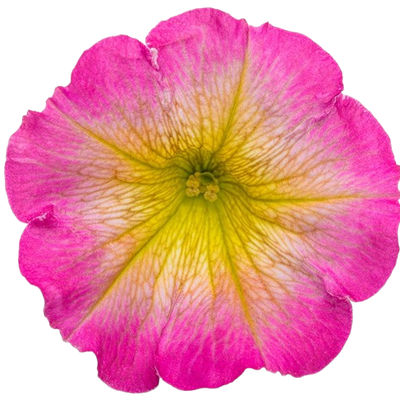 Supertunia® Daybreak Charm Petunia (Petunia hybrid)