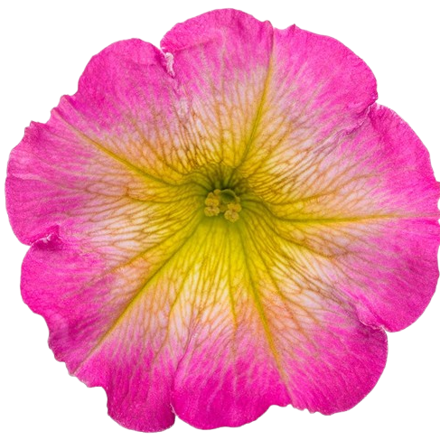 Supertunia® Daybreak Charm Petunia (Petunia hybrid)