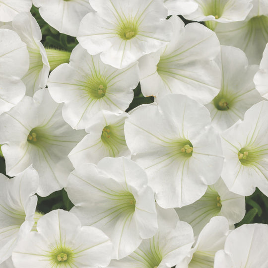 Supertunia Mini Vista® White Petunia