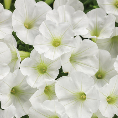 Supertunia Mini Vista White Petunia up close.