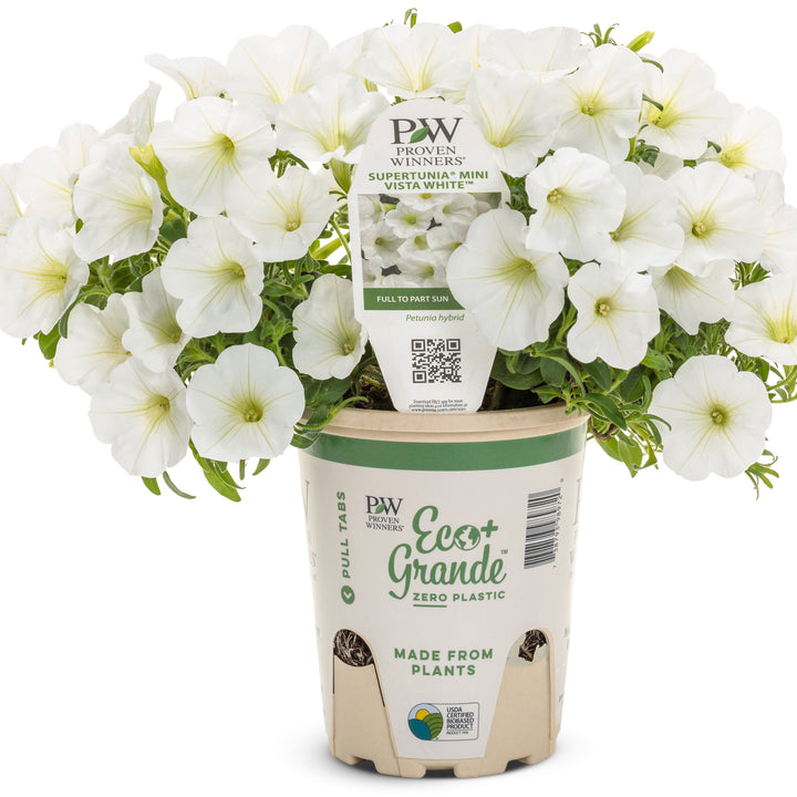 Petunia | Supertunia Mini Vista® White | Proven Winners® Annuals