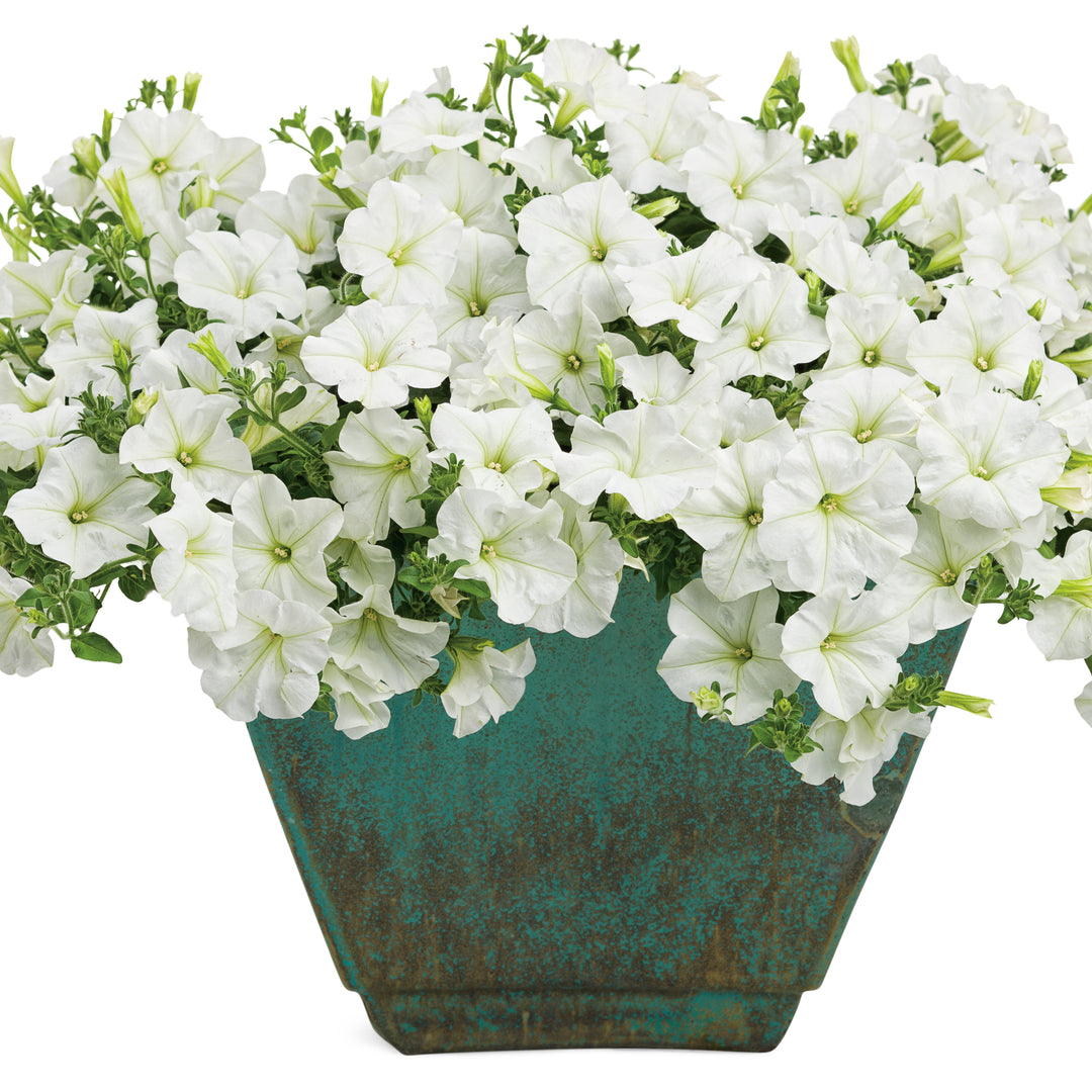 Supertunia Mini Vista® White Petunia