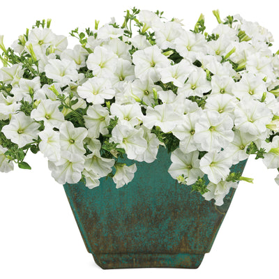 Supertunia Mini Vista® White Petunia (Petunia hybrid)