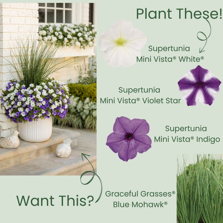 Petunia | Supertunia Mini Vista® White | Proven Winners® Annuals