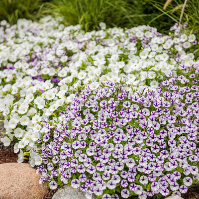 Supertunia Mini Vista White Petunia in use.