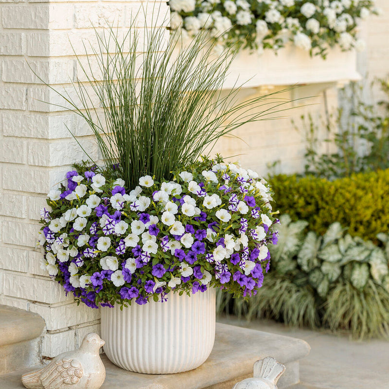 Supertunia Mini Vista White Petunia in use.