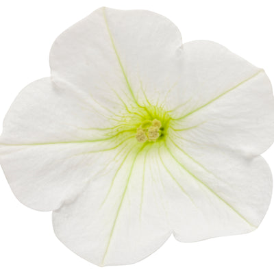 Supertunia Mini Vista® White Petunia (Petunia hybrid)