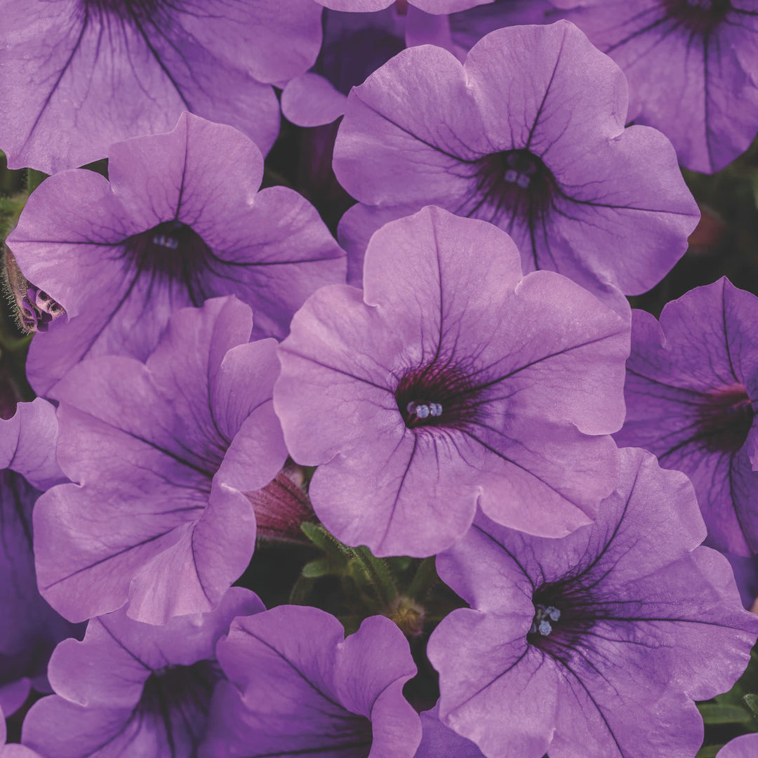 lavender petunia flower Petunia | Supertunia Mini Vista Indigo
