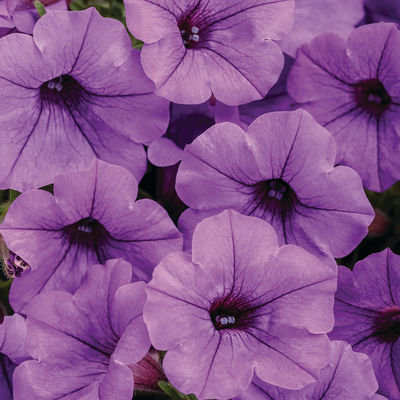 Supertunia Mini Vista Indigo Supertunia Mini Vista Indigo Petunia up close.