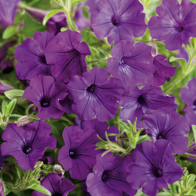 Supertunia Mini Vista Indigo Petunia up close.