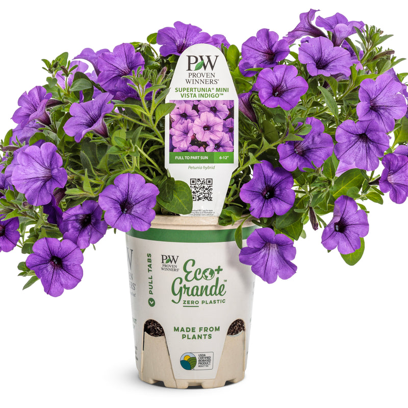 Supertunia Mini Vista® Indigo Petunia (Petunia hybrid)