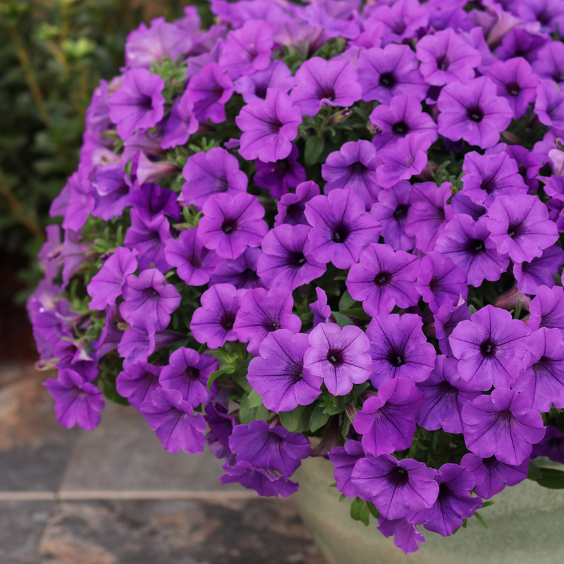 Supertunia Mini Vista Indigo Supertunia Mini Vista Indigo Petunia in focus.