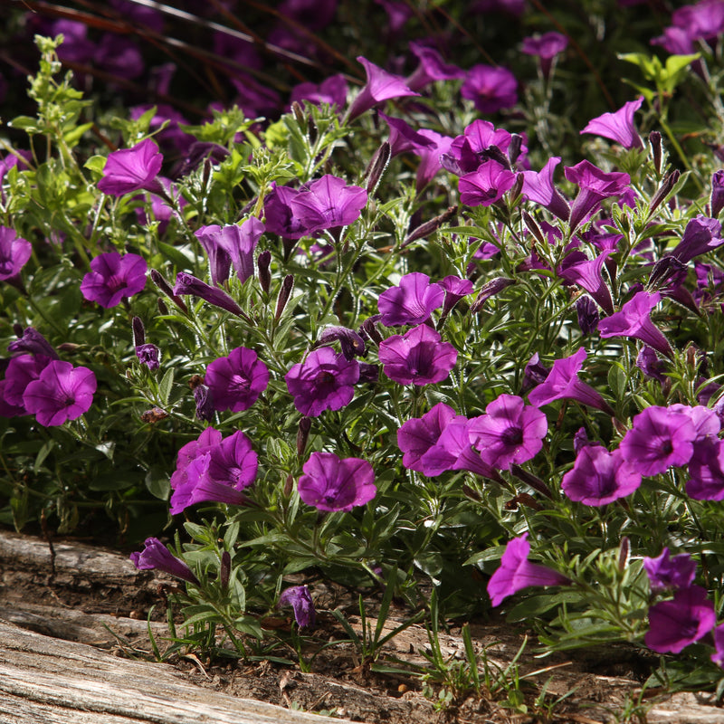 Supertunia Mini Vista Indigo Petunia in focus.