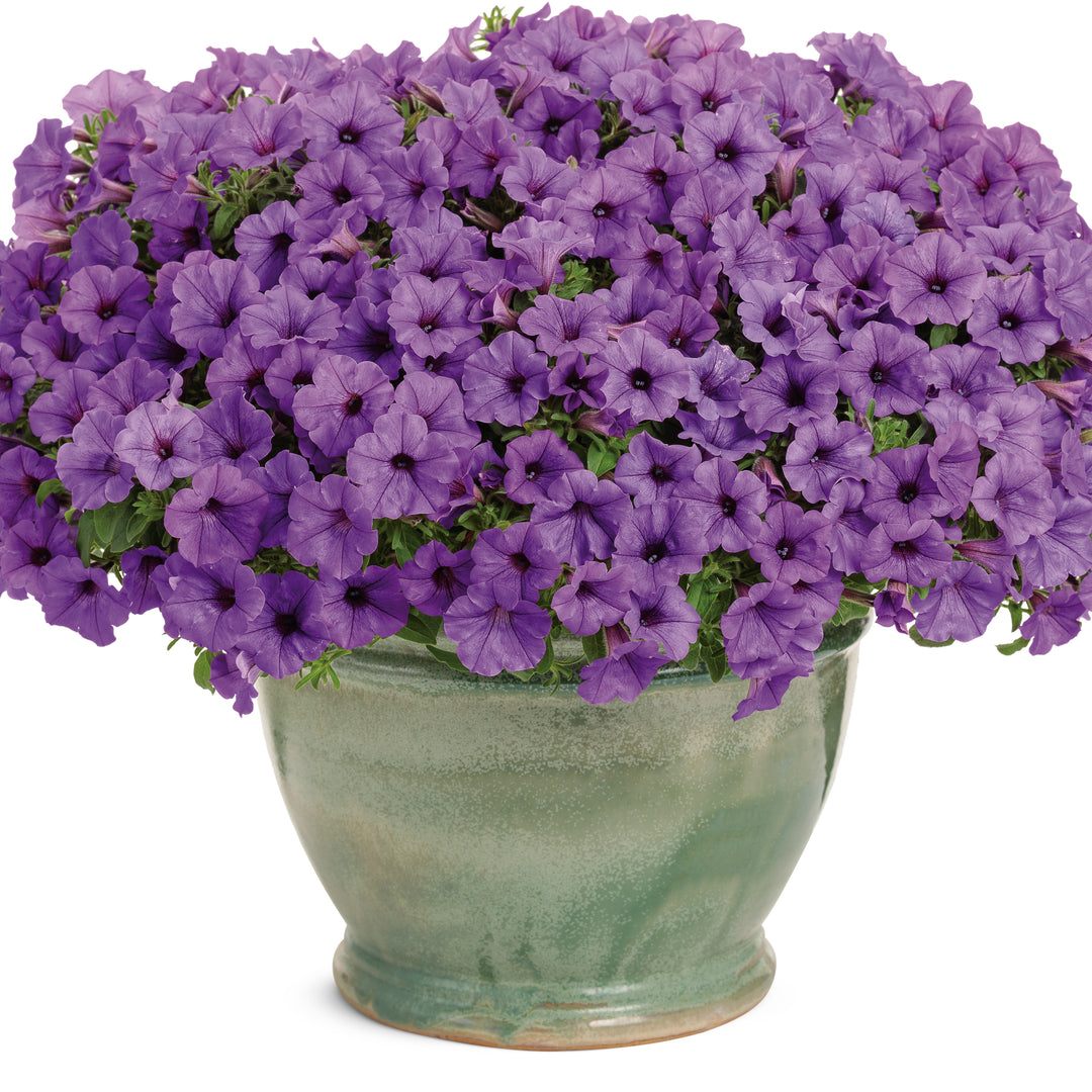 Supertunia Mini Vista® Indigo Petunia