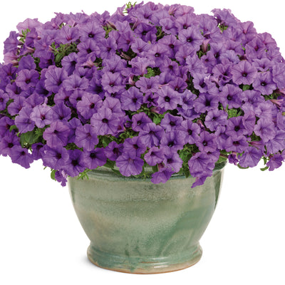 Supertunia Mini Vista® Indigo Petunia (Petunia hybrid)