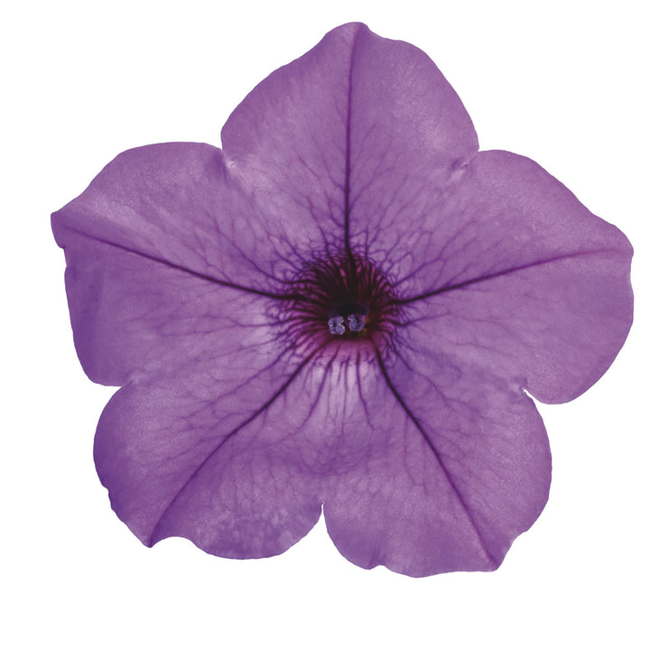 Petunia | Supertunia Mini Vista® Indigo | Proven Winners® Annuals