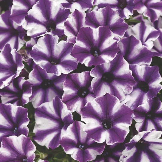 Supertunia Mini Vista® Violet Star Petunia