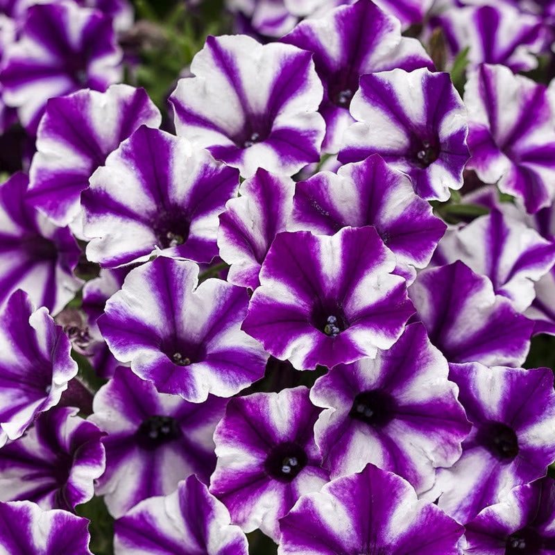 Supertunia Mini Vista Violet Star Petunia up close.