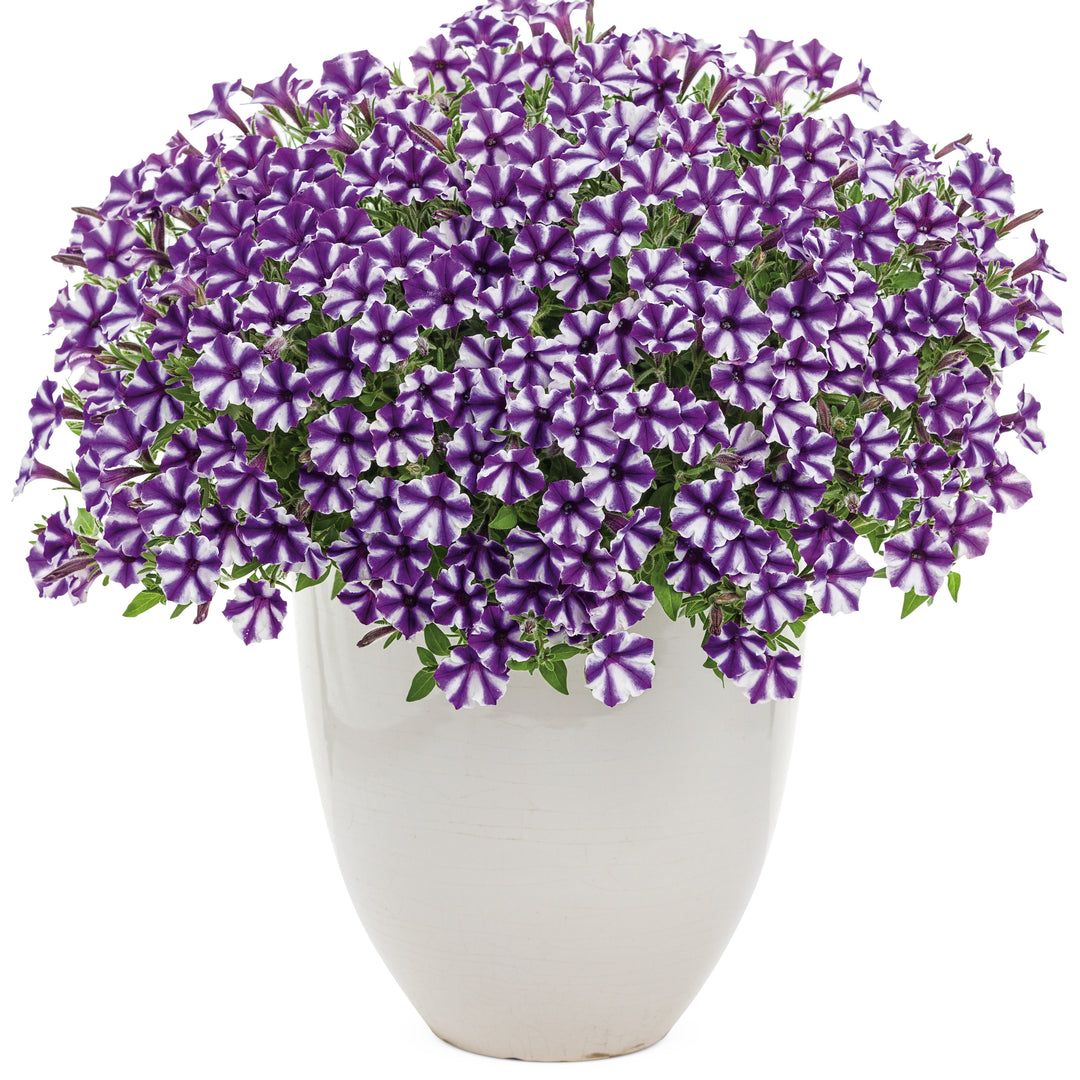 Supertunia Mini Vista® Violet Star Petunia
