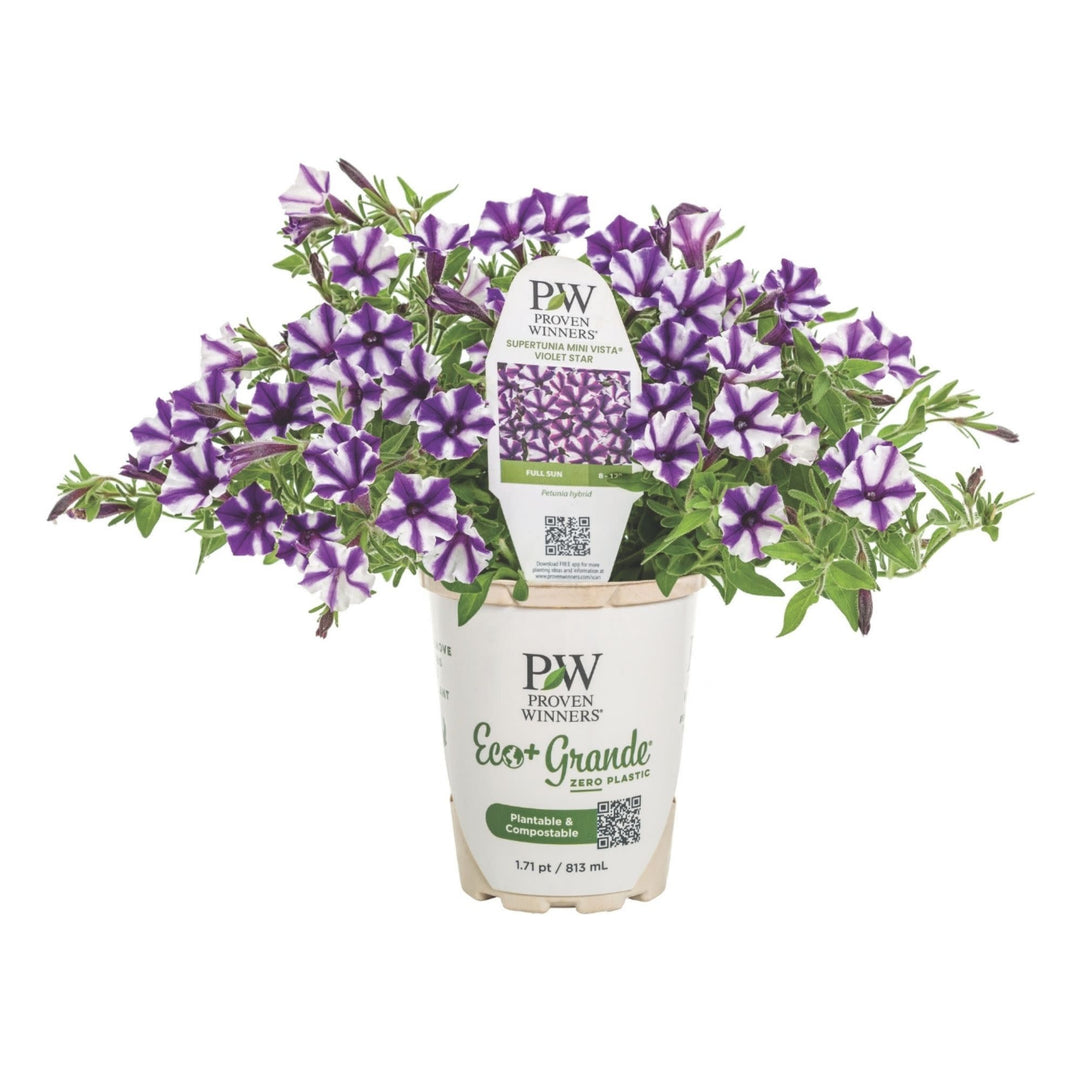 Petunia | Supertunia Mini Vista® Violet Star | Proven Winners