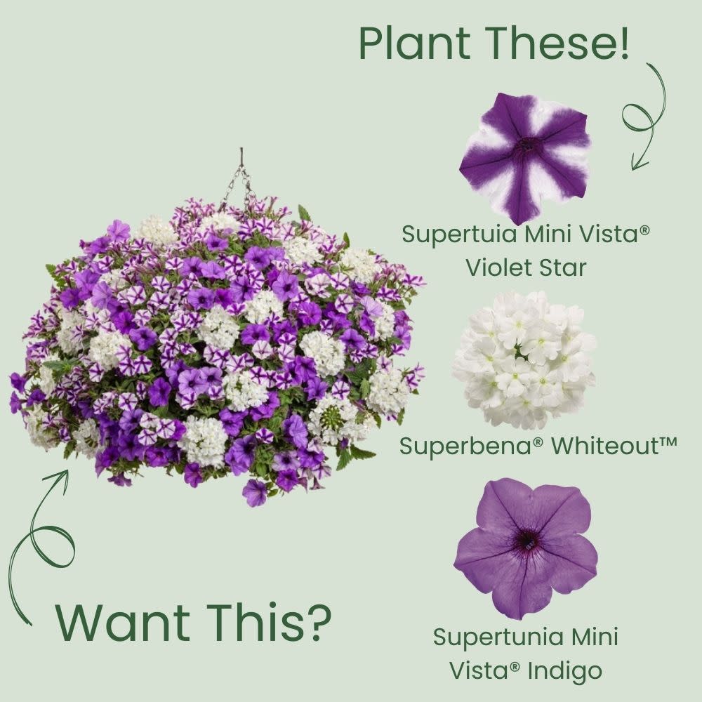 Petunia | Supertunia Mini Vista® Violet Star | Proven Winners