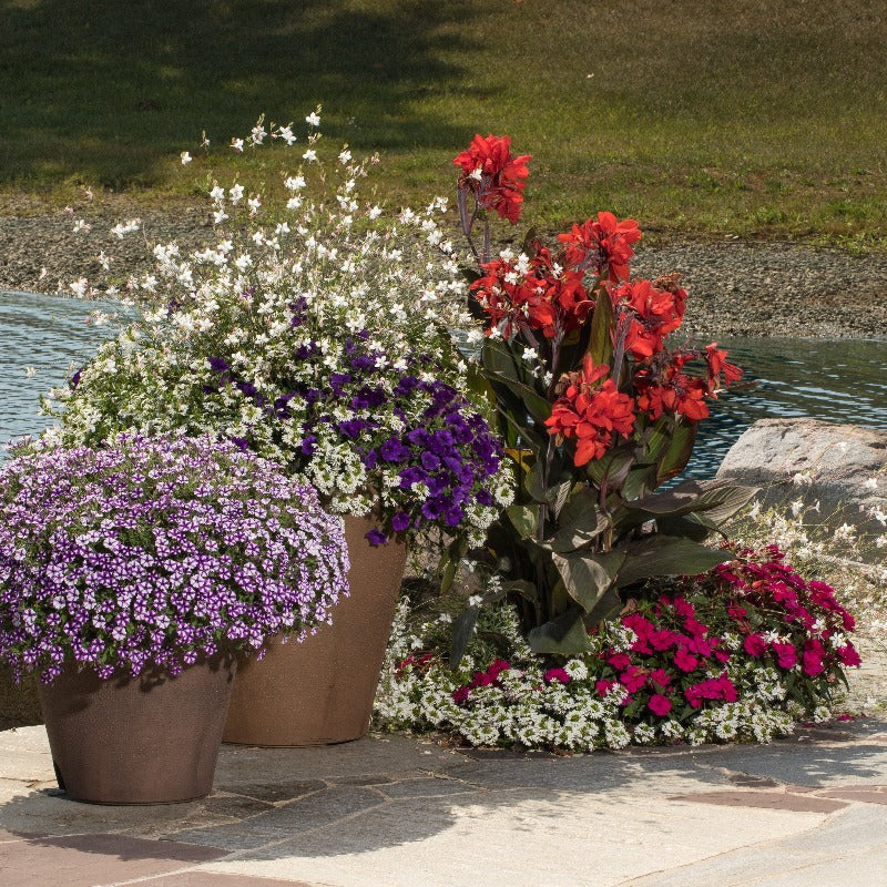 Supertunia Mini Vista Violet Star Petunia in use.