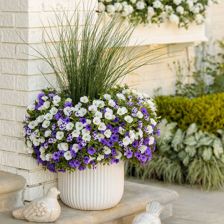 Petunia | Supertunia Mini Vista® Violet Star | Proven Winners