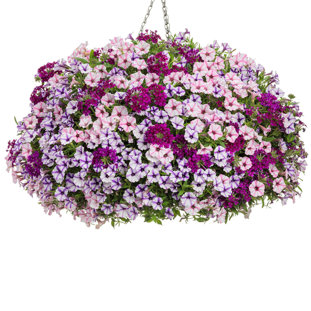 紫小梅　S、М多め、サイズmix Petunia | Supertunia Mini Vista® Violet Star | Proven Winners
