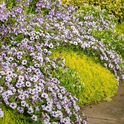 Supertunia Mini Vista Violet Star Petunia in use.