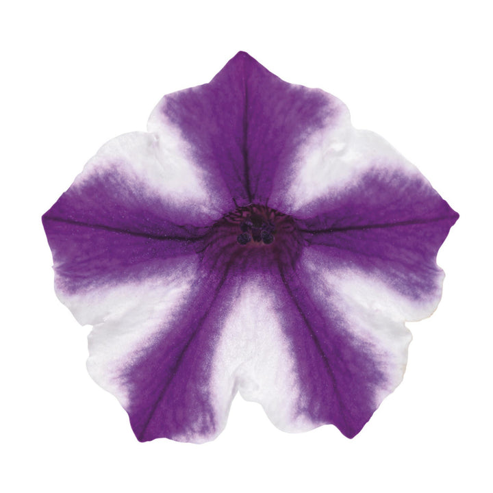 Supertunia Mini Vista® Violet Star Petunia