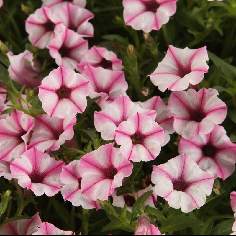 Supertunia Mini Vista Pink Star Petunia up close.