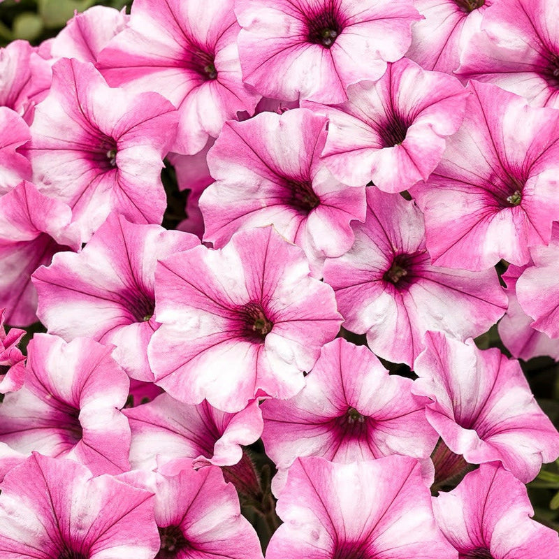 Supertunia Mini Vista Pink Star Petunia up close.