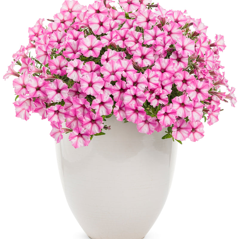 Supertunia Mini Vista® Pink Star Petunia (Petunia hybrid)