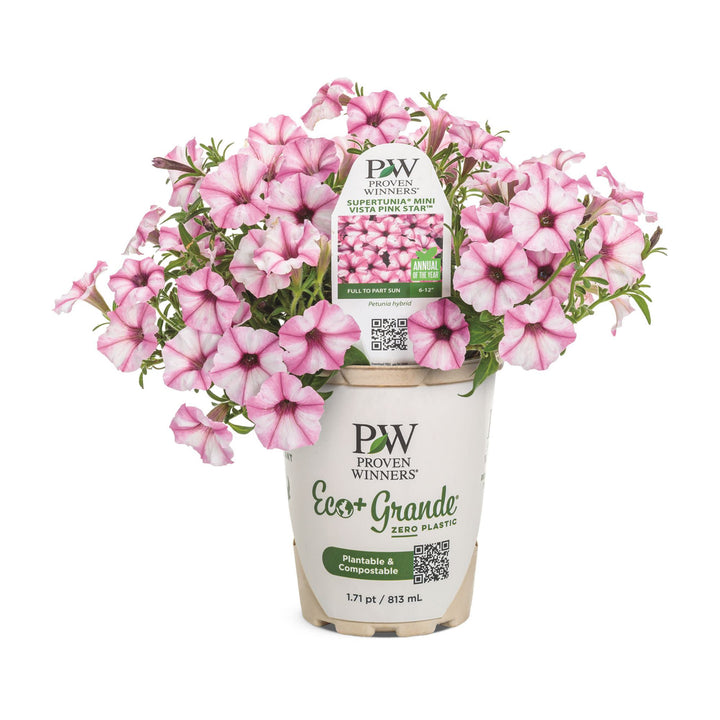 Petunia | Supertunia Mini Vista® Pink Star | Proven Winners