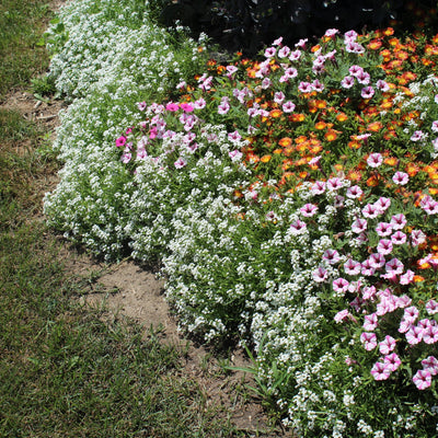 Supertunia Mini Vista Pink Star Petunia in use.