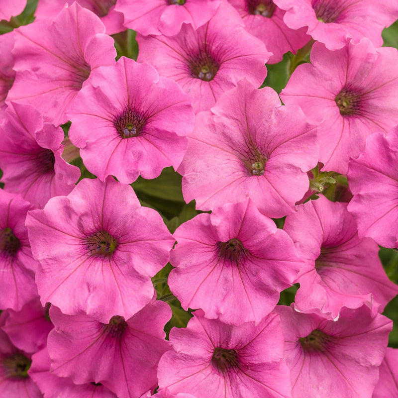 Supertunia Mini Vista Hot Pink Petunia up close.