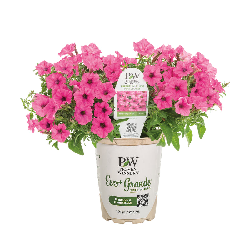 Supertunia Mini Vista® Hot Pink Petunia (Petunia hybrid)