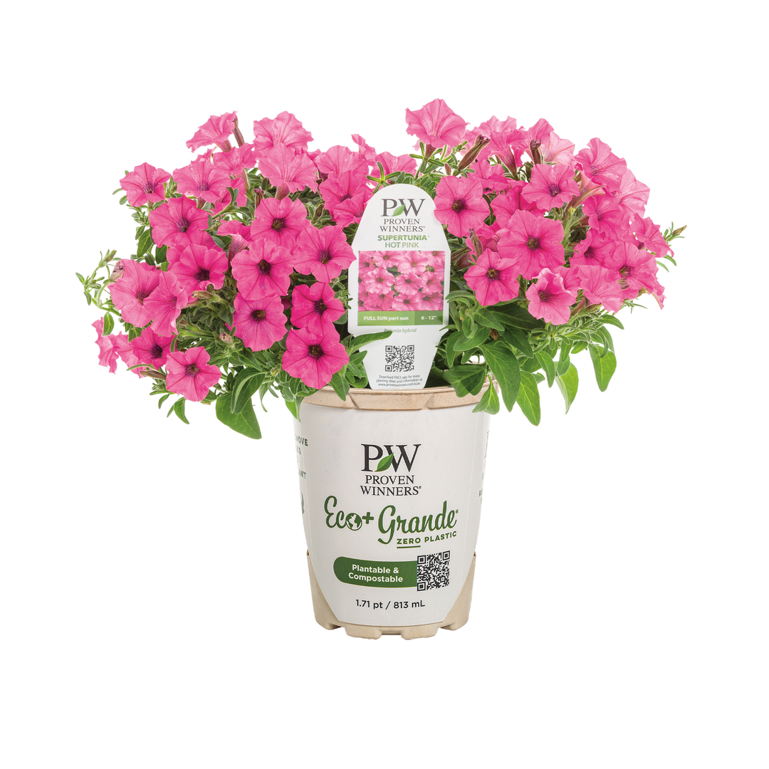 Petunia | Supertunia Mini Vista® Hot Pink | Proven Winners