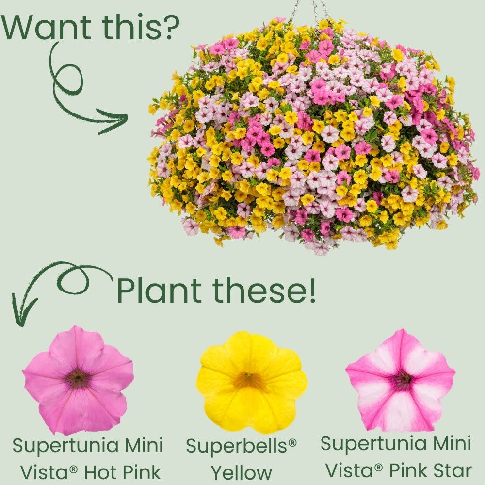 Petunia | Supertunia Mini Vista® Hot Pink | Proven Winners Petunia | Supertunia Mini Vista® Hot Pink | Proven Winners