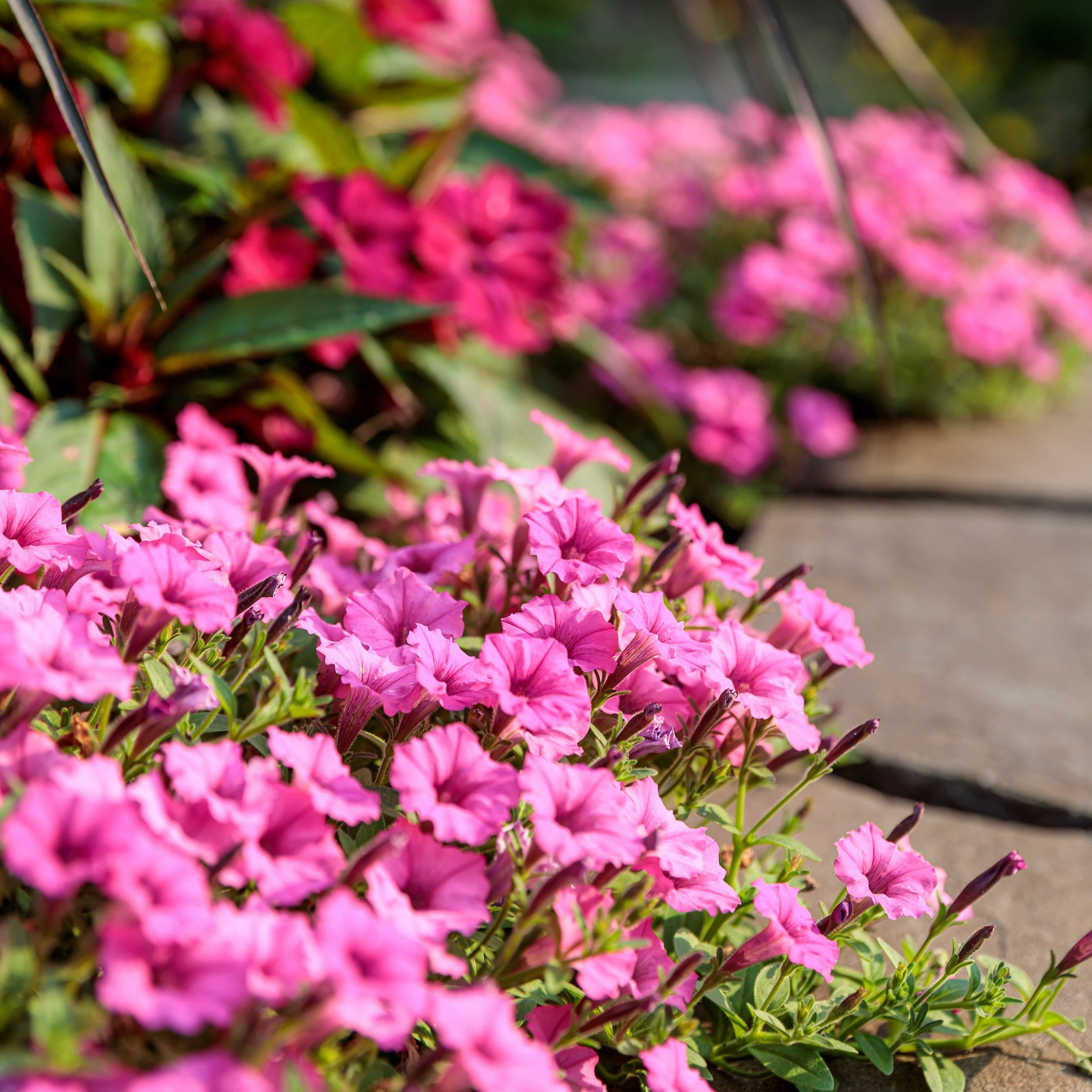 Petunia | Supertunia Mini Vista® Hot Pink | Proven Winners