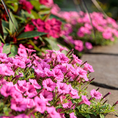 Supertunia Mini Vista Hot Pink Petunia in use.