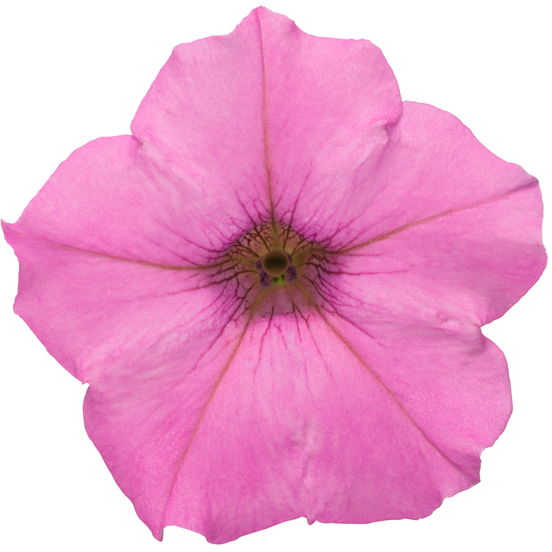 Supertunia Mini Vista® Hot Pink Petunia