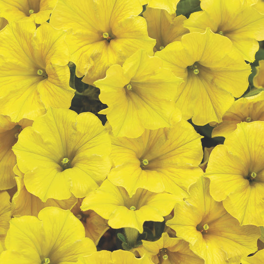 Supertunia Mini Vista® Yellow Petunia