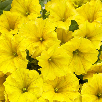 Supertunia Mini Vista Yellow Petunia up close.