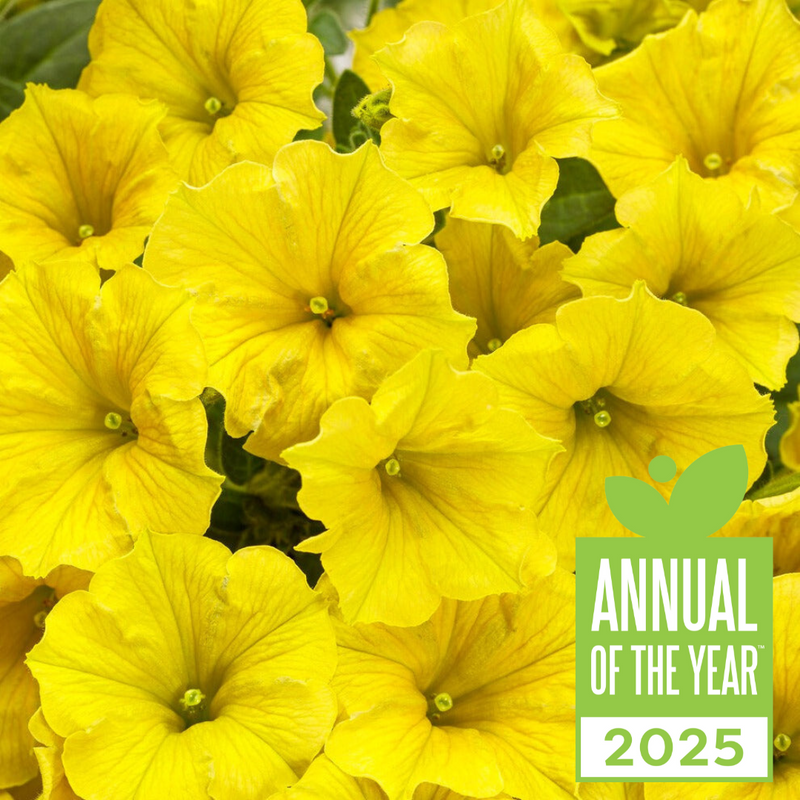 Supertunia Mini Vista Yellow close up with 2025 Annual of the Year badge.