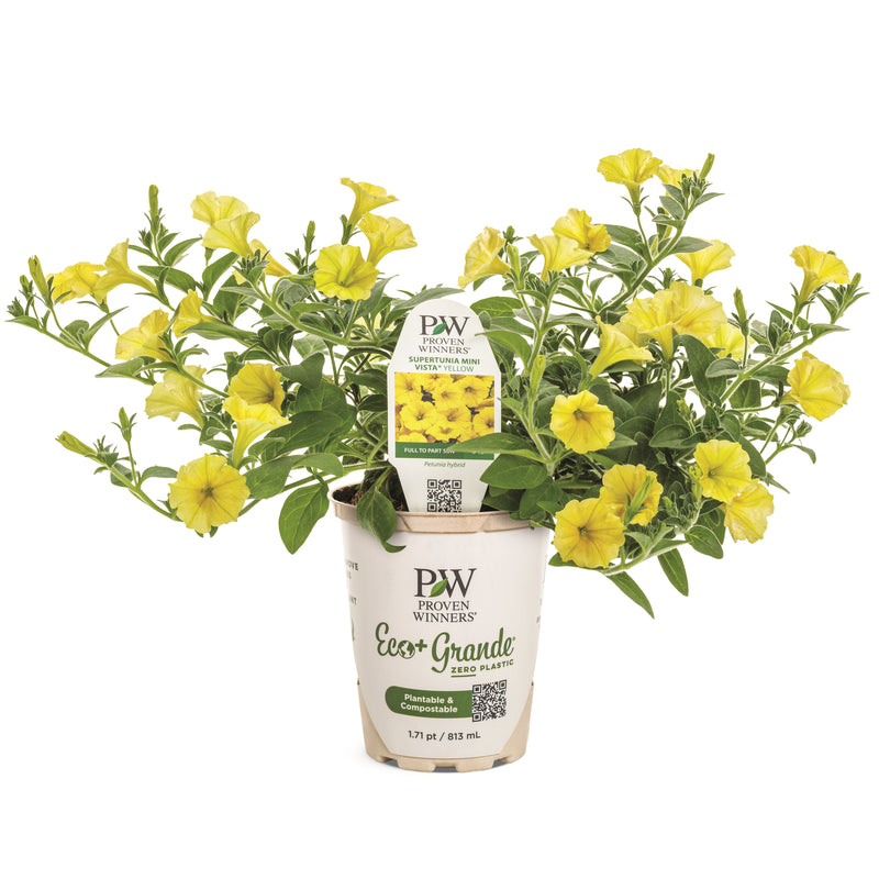 Supertunia Mini Vista® Yellow Petunia in pot.