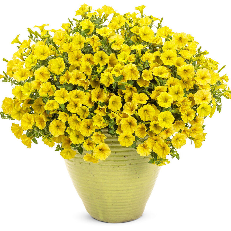 Supertunia Mini Vista® Yellow Petunia (Petunia hybrid)