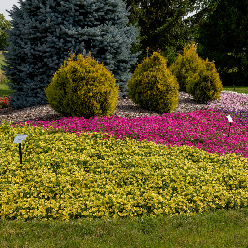 Supertunia Mini Vista® Yellow Petunia in use.